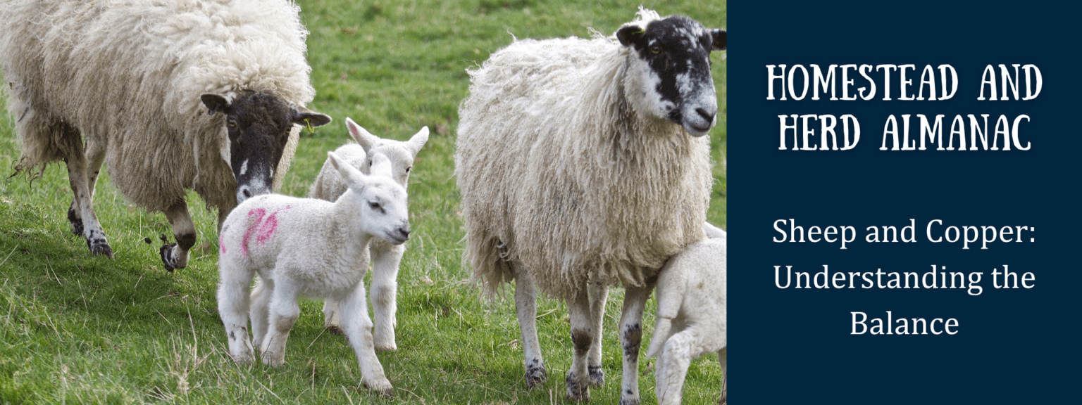 Sheep and Copper - Kaniksu Feeds